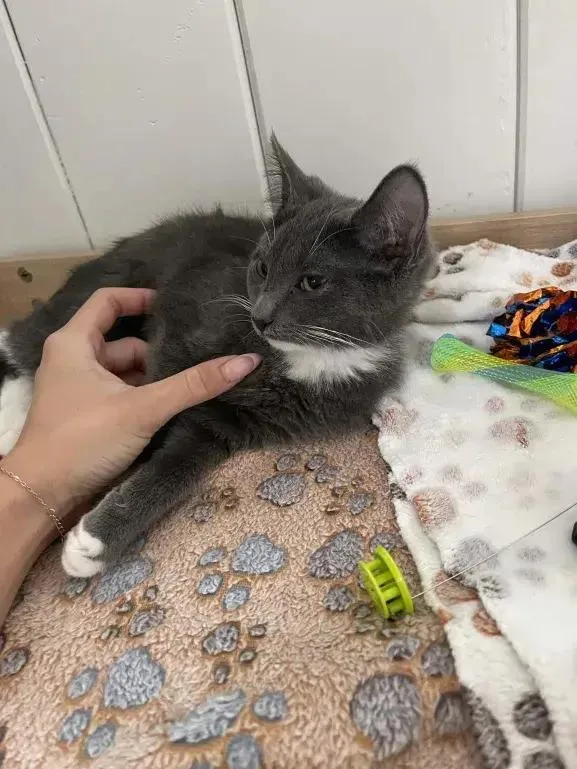 A baby small-sized male Domestic Short Hair cat named Kai for adoption in Grand Rapids, MI