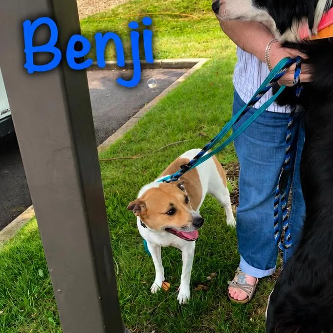 An adult medium-sized male Brown / Chocolate Basenji dog named Benji for adoption in Columbia Station, OH