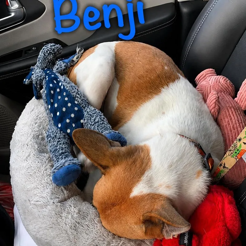 Benji thumbnail 2