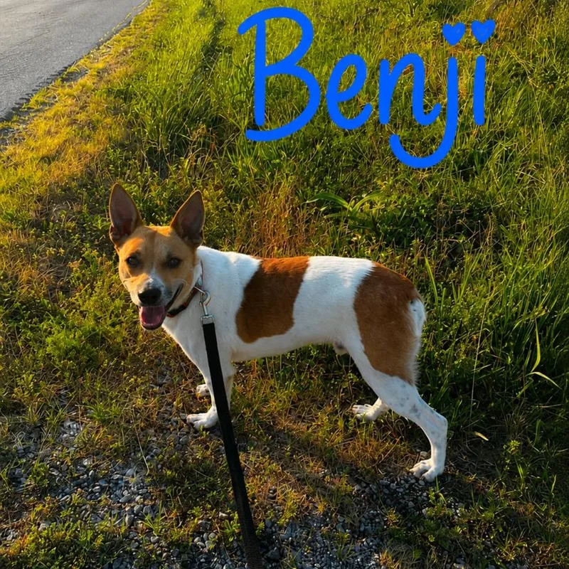 Benji thumbnail 4