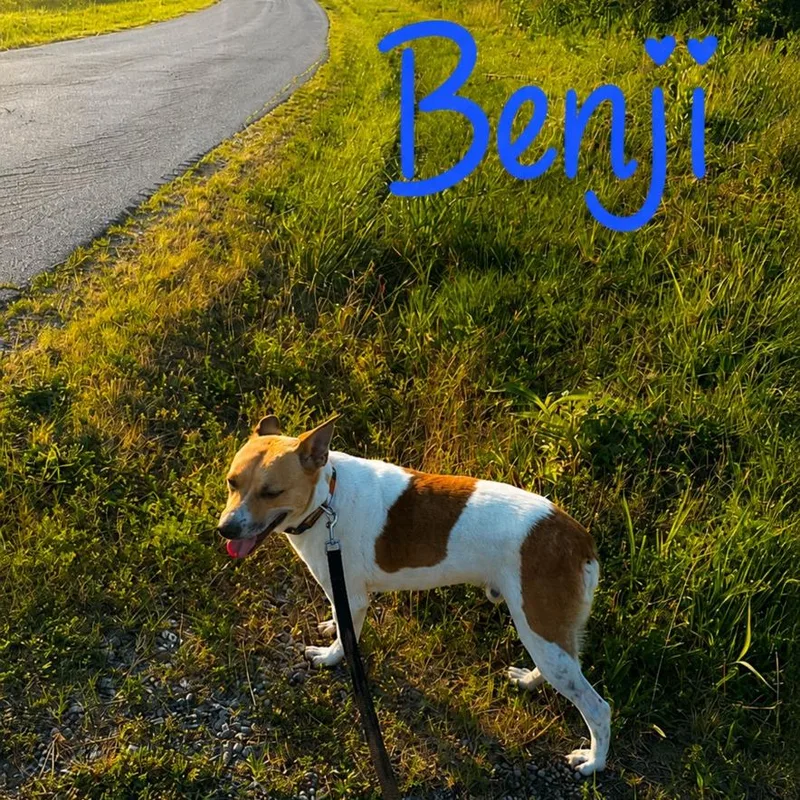 Benji thumbnail 5