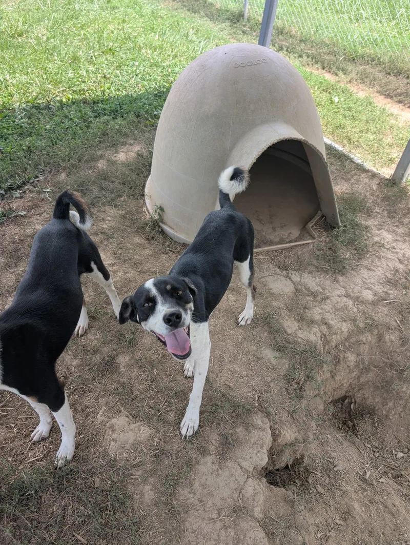 A young medium-sized male Terrier dog named Flash for adoption in Rutledge, TN