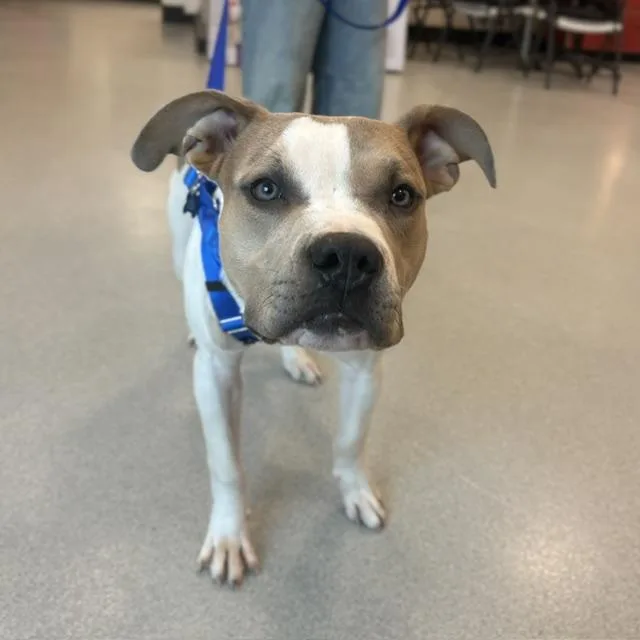A young large-sized male Pit Bull Terrier dog named Diego for adoption in Boston, MA