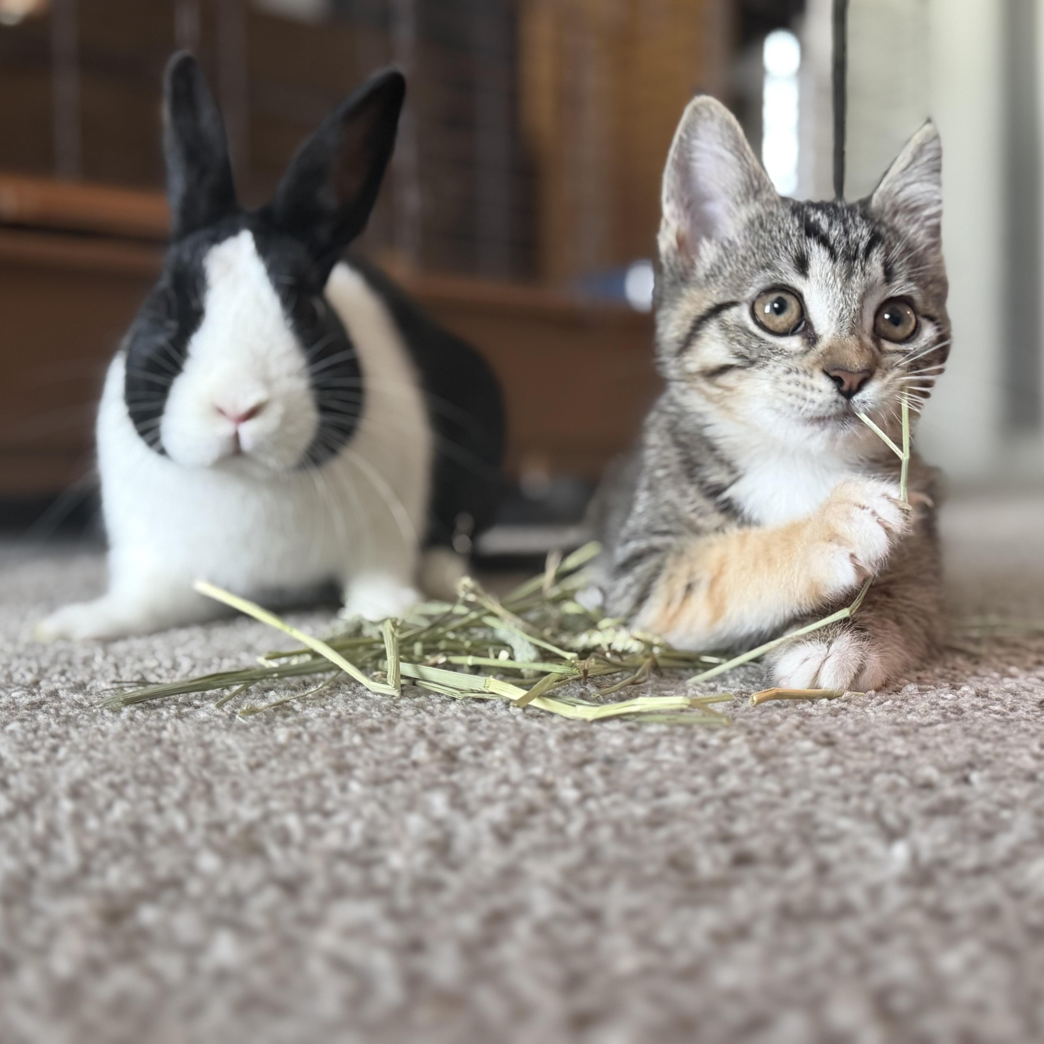 A baby small-sized female Tabby (Gray / Blue / Silver) Domestic Short Hair cat named Minstral for adoption in Bentonville, AR