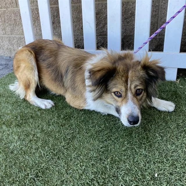An adult large-sized female Australian Shepherd dog named A for adoption in Modesto, CA