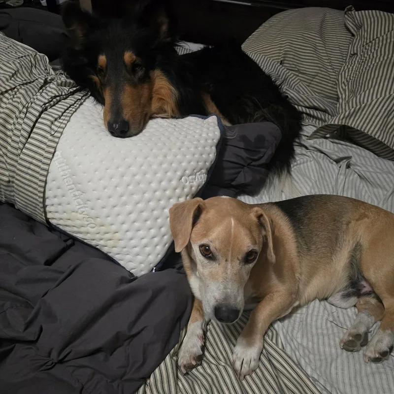 An adult medium-sized male Beagle dog named Ralph for adoption in Riverside, CA