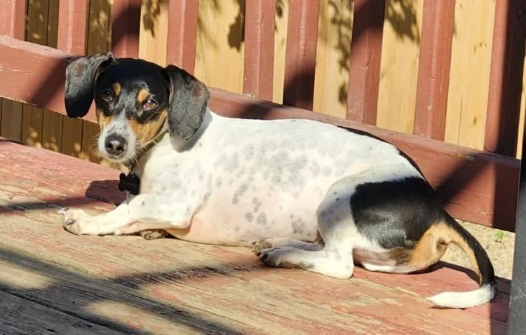An adult small-sized male Dachshund dog named Dexter for adoption in Coatesville, PA