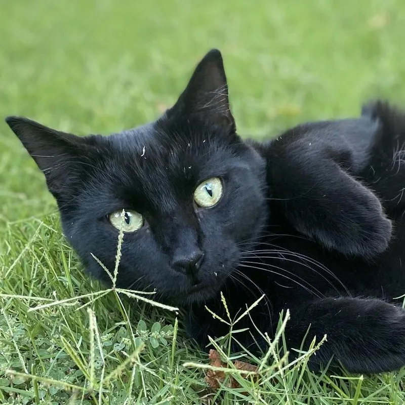 An adult large-sized male Domestic Short Hair cat named Ninja for adoption in Santa Fe, NM