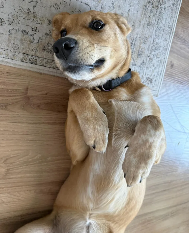 Snickers thumbnail 3