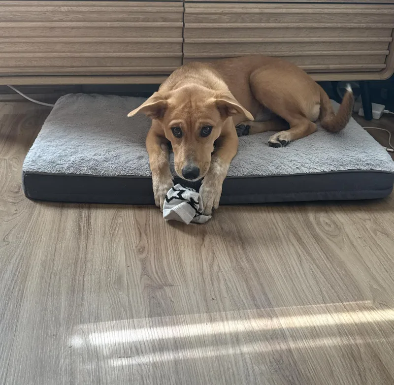 Snickers thumbnail 4