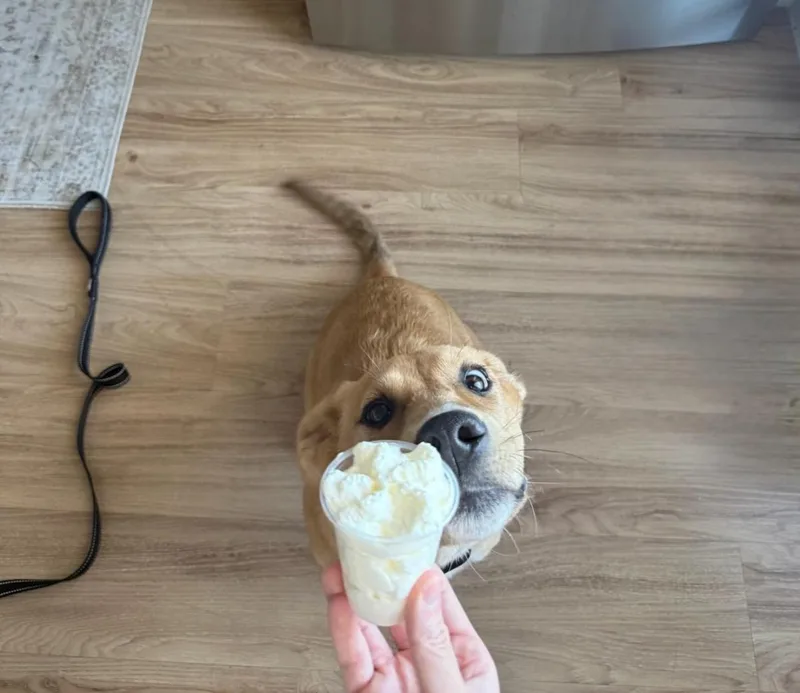 Snickers thumbnail 6