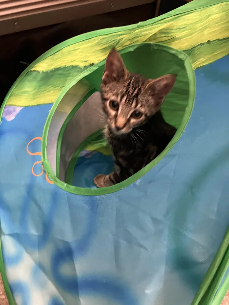 A baby medium-sized male Tabby (Tiger Striped) Domestic Short Hair cat named Breeze for adoption in Wantagh, NY