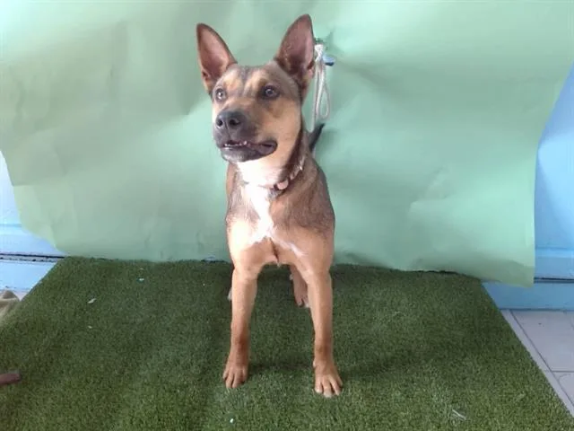 A young small-sized female German Shepherd Dog dog named Bella for adoption in Gardena, CA