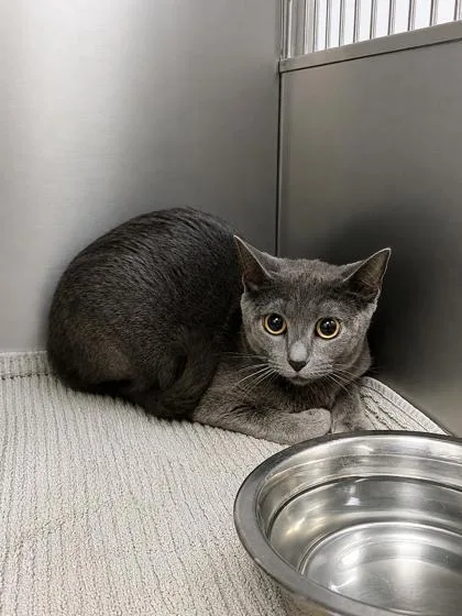 An adult medium-sized female Gray / Blue / Silver Domestic Short Hair cat named BewareBear for adoption in Covington, LA