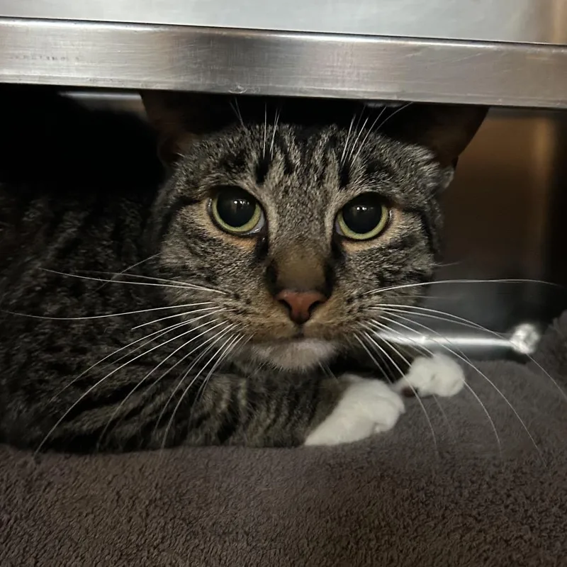 An adult medium-sized male Brown / Chocolate Domestic Short Hair cat named Migo for adoption in Bristol, IN