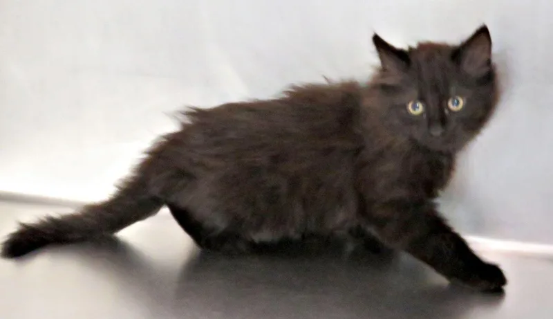 A baby medium-sized female Black Domestic Long Hair cat named Lake for adoption in Lexington, VA