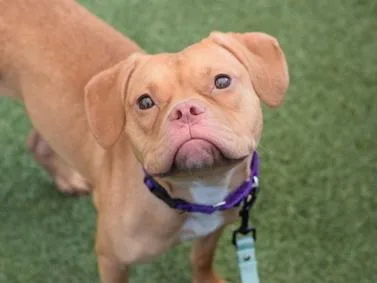 A young medium-sized female Brown / Chocolate Mixed Breed dog named Sunshine for adoption in New York, NY
