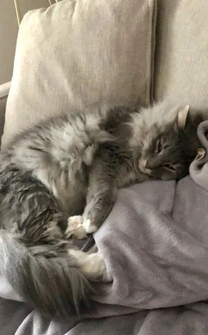 Professor Finn thumbnail 2