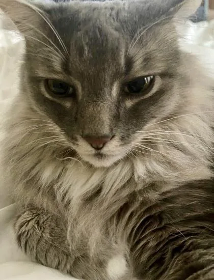 Professor Finn thumbnail 3