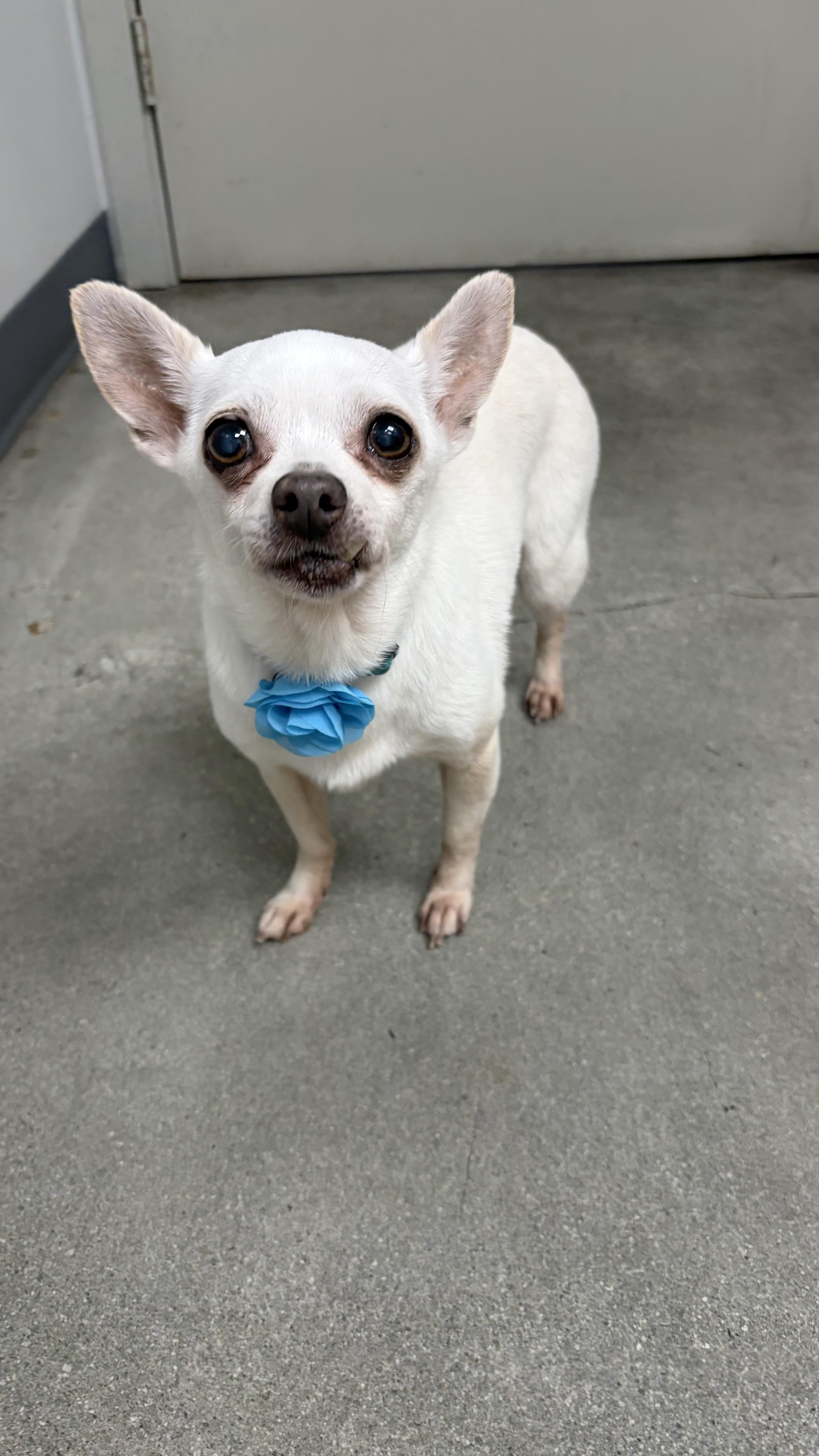 Peewee