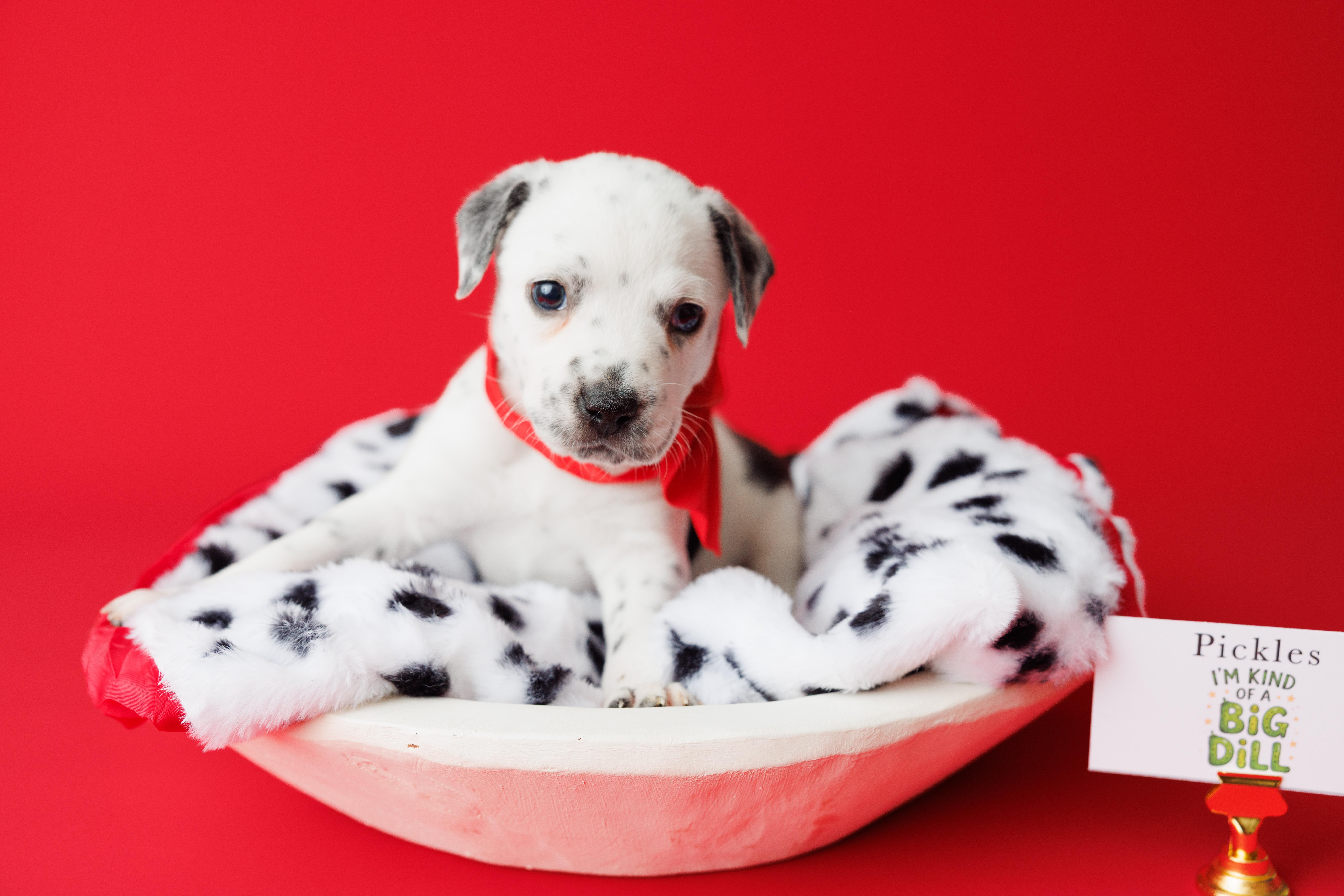 Tootie Fruities Puppies thumbnail 2