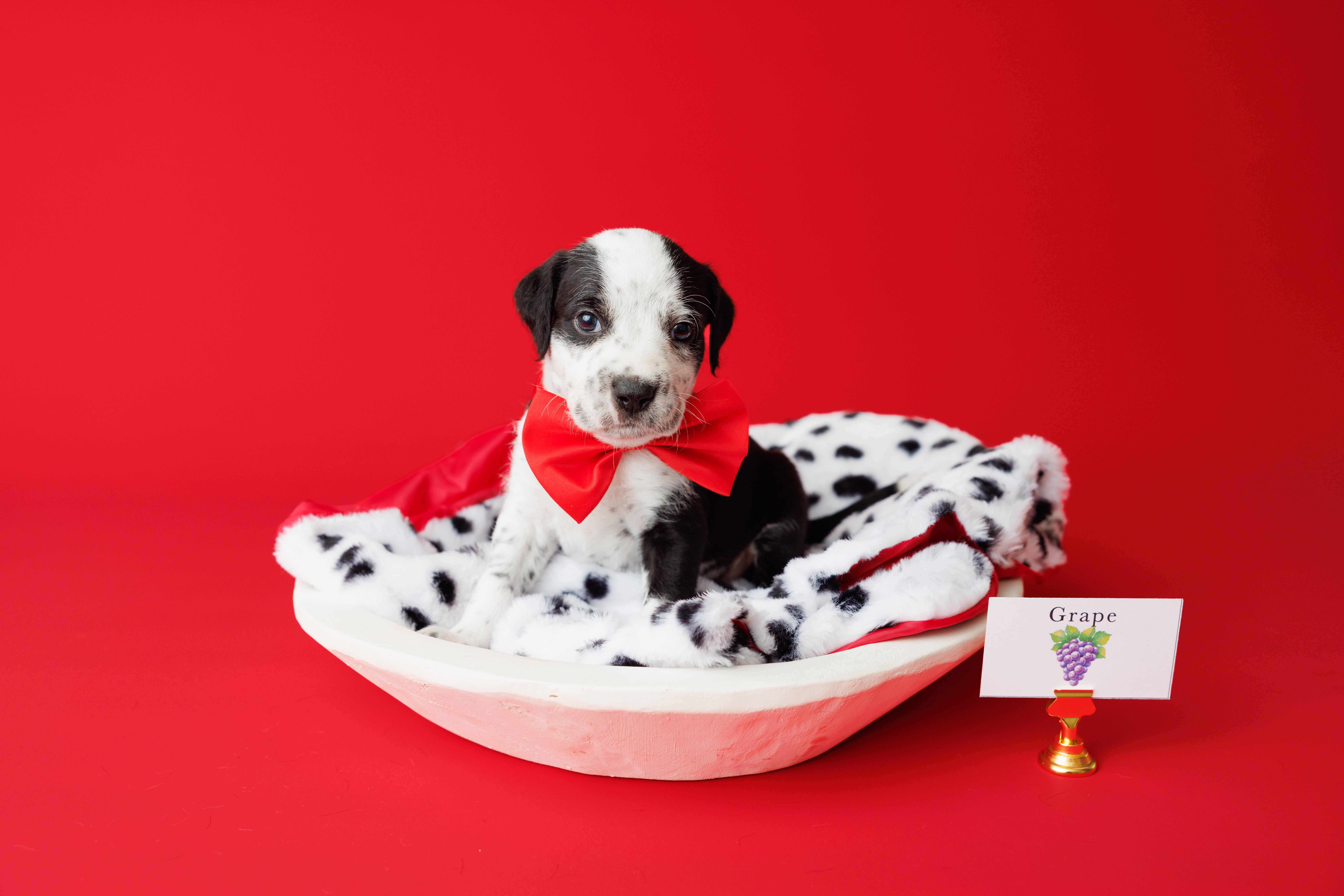 Tootie Fruities Puppies thumbnail 3