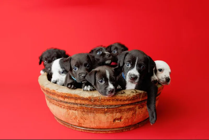 Tootie Fruities Puppies thumbnail 4