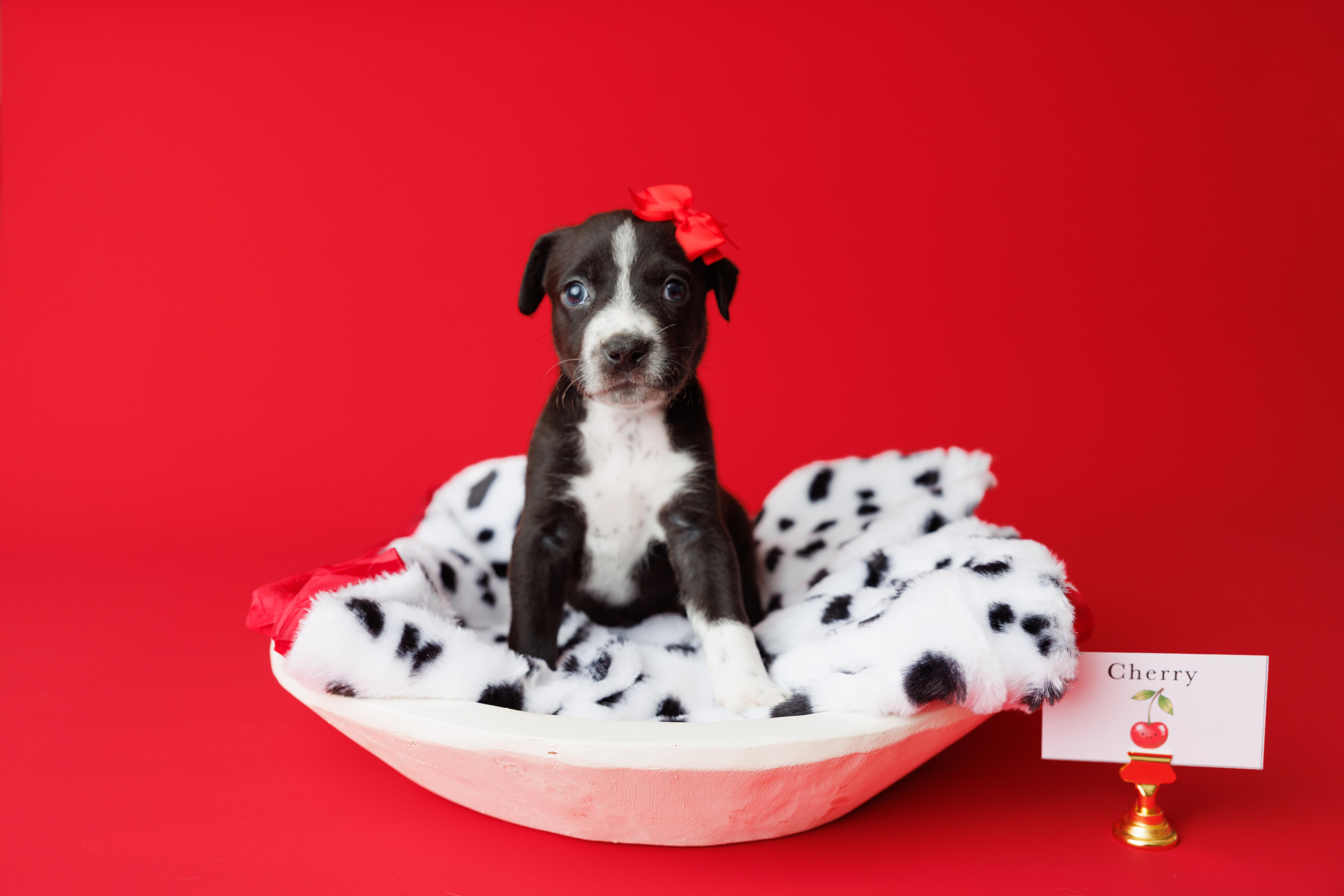 Tootie Fruities Puppies thumbnail 5