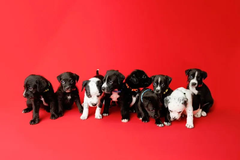 Tootie Fruities Puppies thumbnail 6