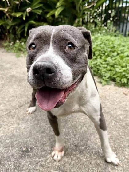 Gigi