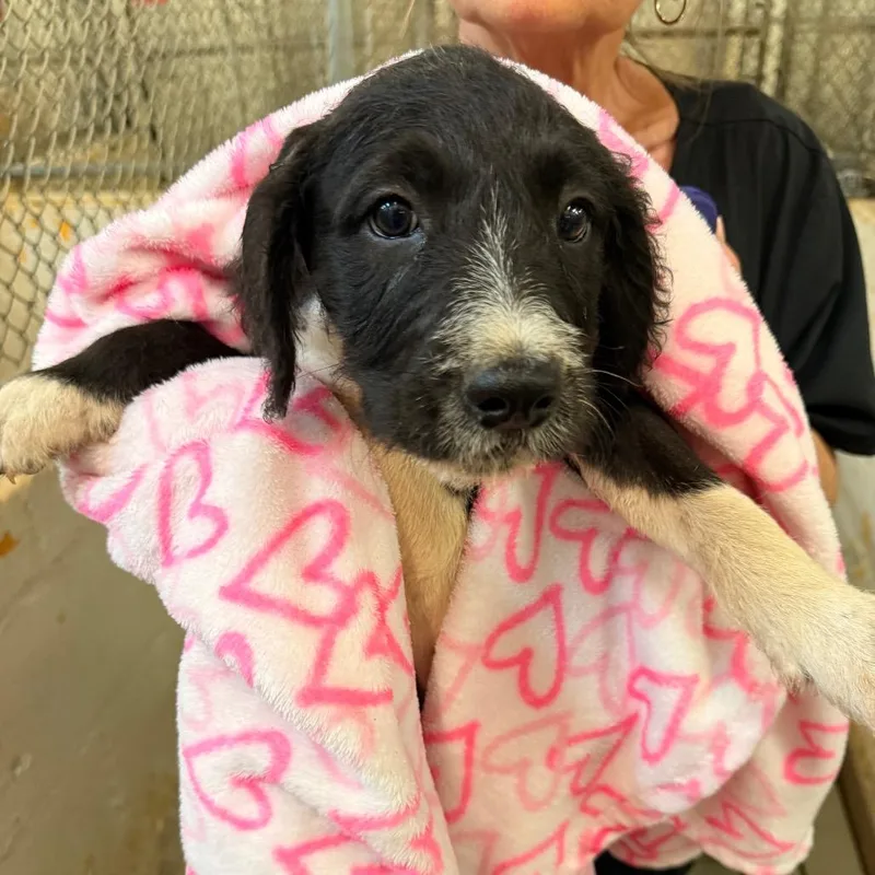 A baby small-sized male Black Pit Bull Terrier dog named Parker for adoption in Birmingham, AL