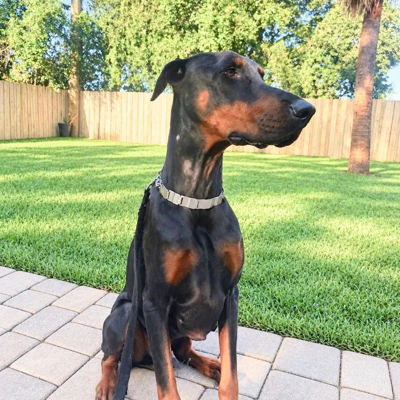 A young medium-sized male Doberman Pinscher dog named Thor for adoption in Oakland Park, FL