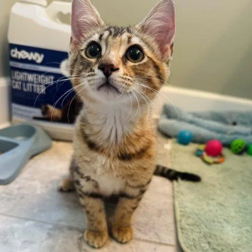 A baby small-sized female Torbie cat named Shenzi for adoption in Knoxville, TN