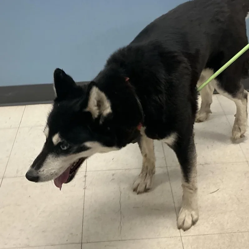 A young medium-sized female Black Husky dog named Shawarma for adoption in St Joseph, MO