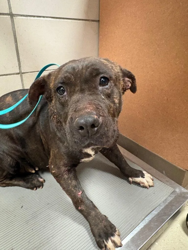An adult large-sized female Mixed Breed dog named Runt for adoption in Bossier City, LA