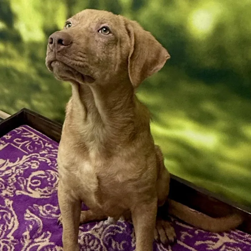 A baby medium-sized male Mixed Breed dog named Noah for adoption in Auburn, NH