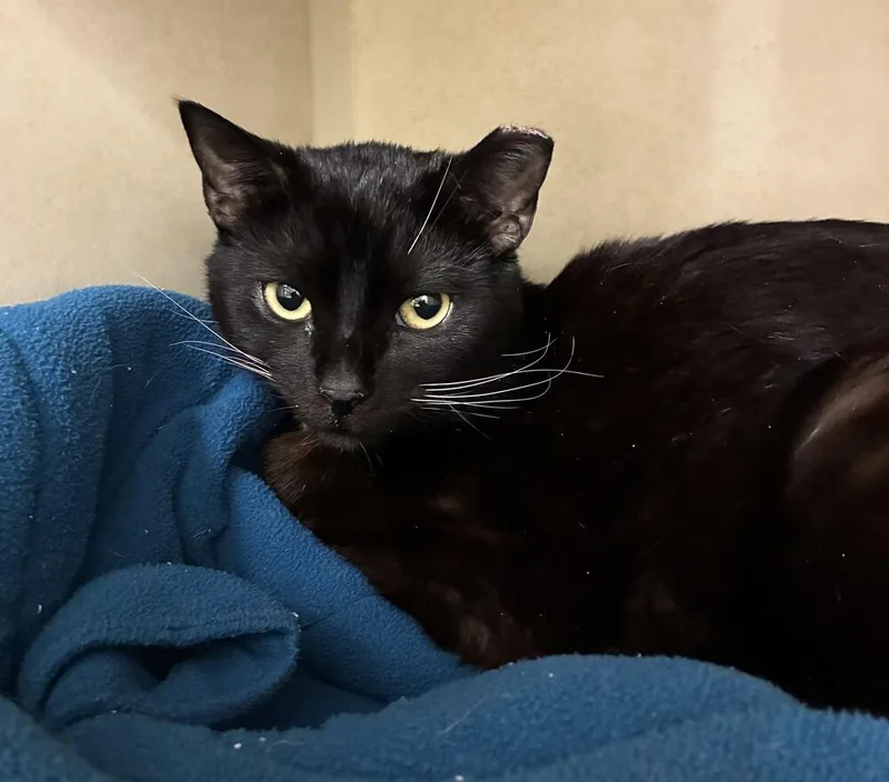 A young medium-sized male Black Domestic Short Hair cat named Laurent for adoption in Elmsford, NY