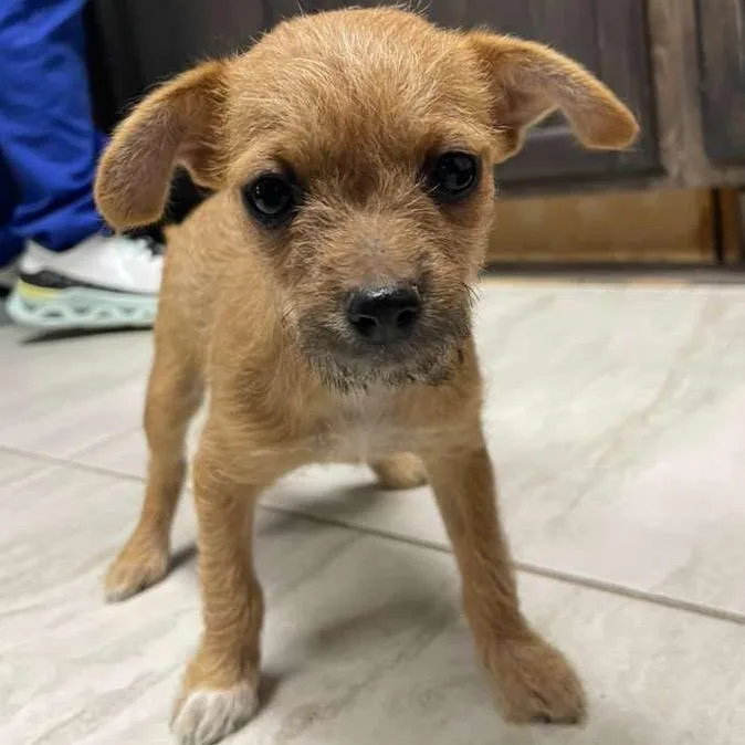 A baby small-sized male Brown / Chocolate Chihuahua dog named Churrito for adoption in Laredo, TX