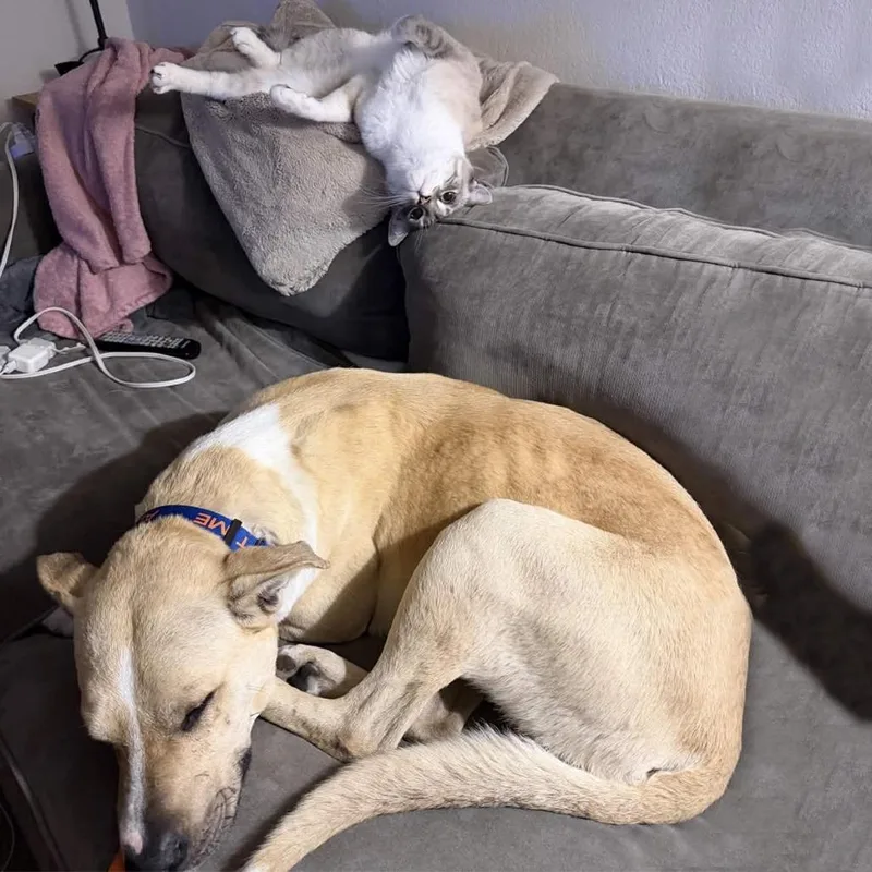 An adult large-sized male Yellow / Tan / Blond / Fawn Pit Bull Terrier dog named Squeaky Shrimp for adoption in Ojai, CA