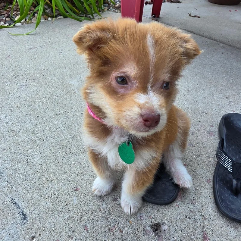 A baby small-sized male Brown / Chocolate Mixed Breed dog named Carousel for adoption in Buffalo, MN