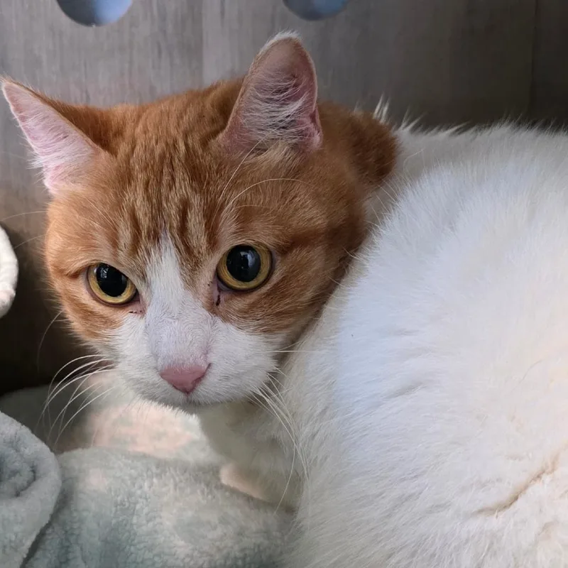 A senior medium-sized female Orange / Red Domestic Short Hair cat named Aubrey for adoption in Abilene, TX
