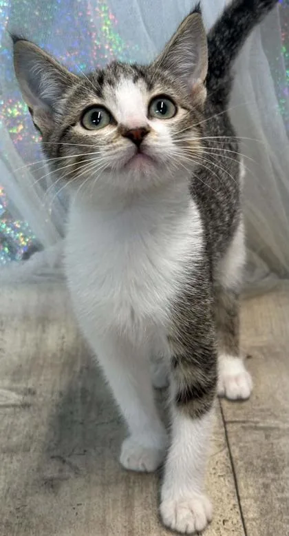 An adult small-sized female Domestic Medium Hair cat named Catzilla for adoption in Shreveport, LA