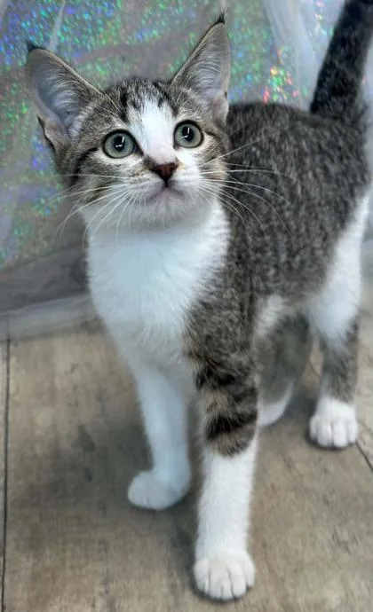Catzilla thumbnail 2