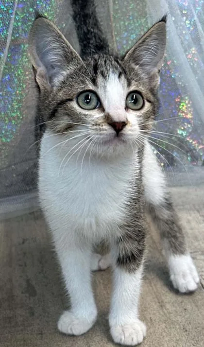 Catzilla thumbnail 3