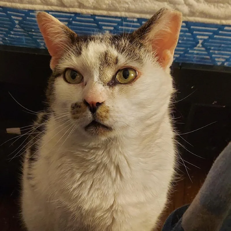 An adult large-sized male Domestic Short Hair cat named Goose for adoption in Mount Laurel, NJ