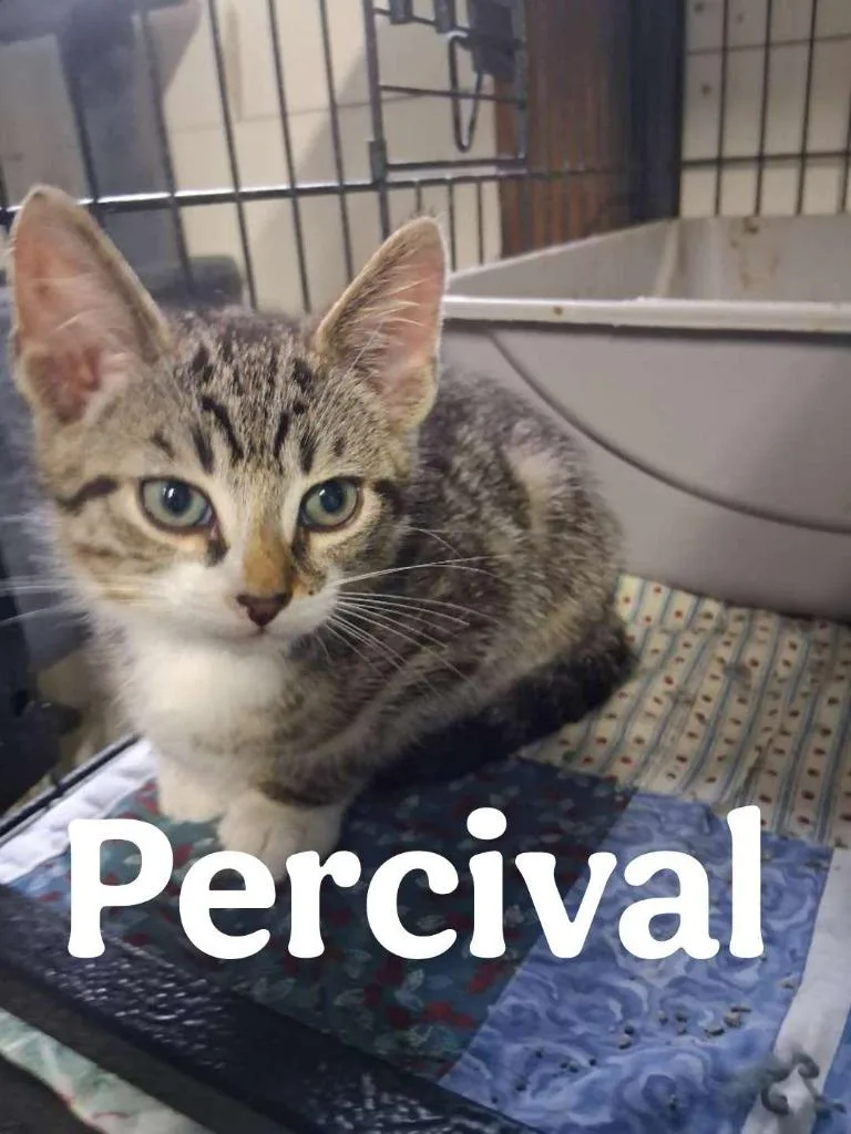 A baby small-sized male Domestic Short Hair cat named Percival for adoption in Hillsboro, OH