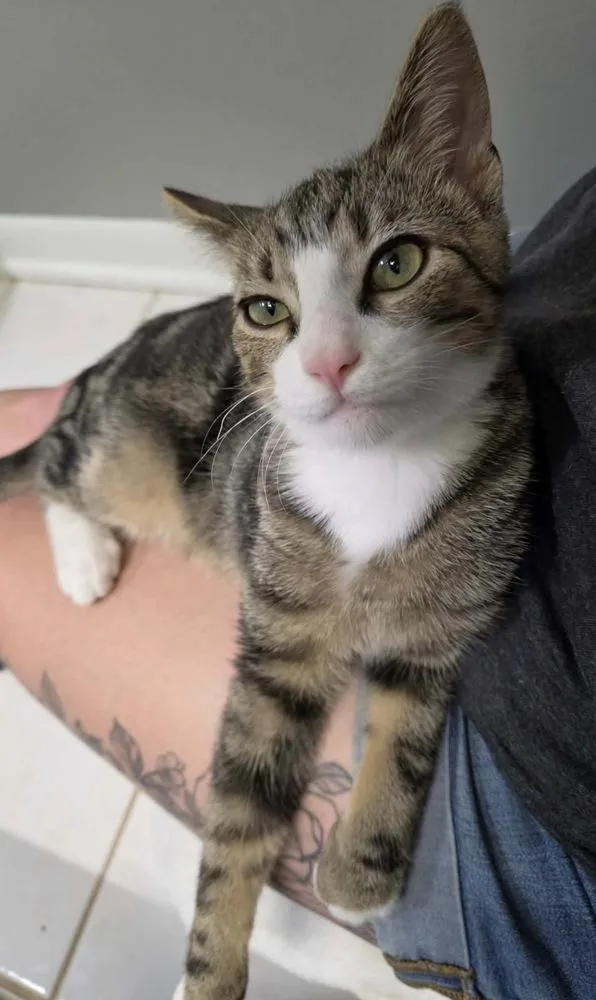 A baby small-sized male Brown / Chocolate Domestic Short Hair cat named Booker for adoption in Poplar Grove, IL