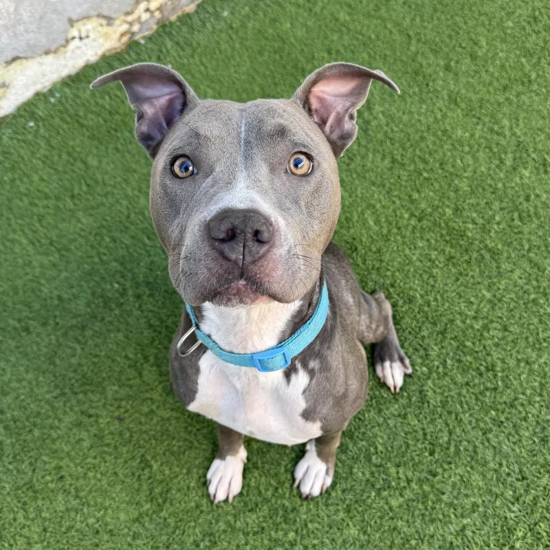A baby medium-sized female Mixed Breed dog named Remi for adoption in Henderson, NV