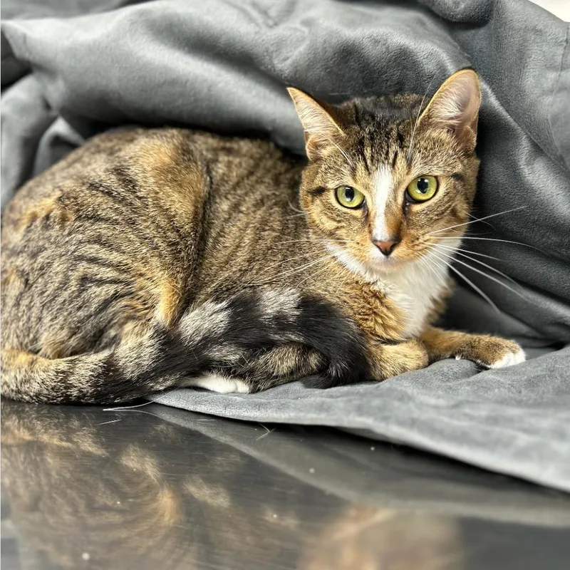 A young small-sized female Brown / Chocolate Domestic Short Hair cat named Dinah for adoption in Walden, NY