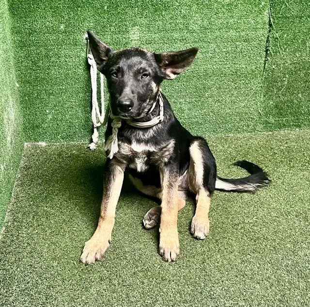 A baby small-sized female German Shepherd Dog dog named Almond for adoption in Lancaster, CA
